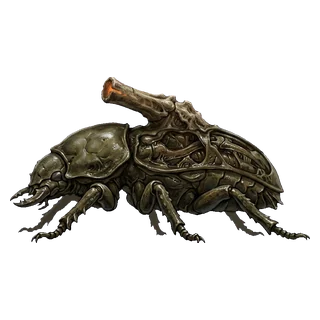 Beetle