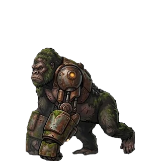 The ape